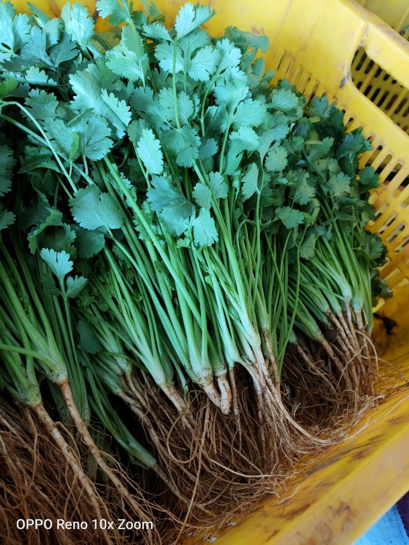香菜新鲜上市大量现货产地直销保质保量良心卖家