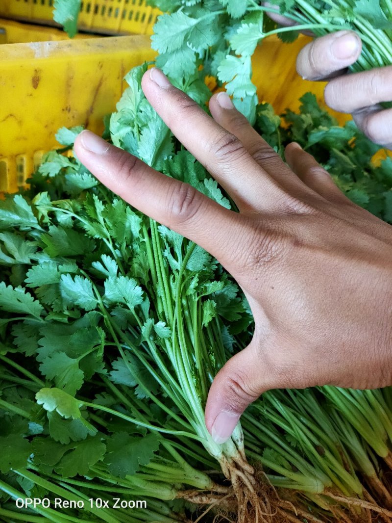 香菜新鲜上市大量现货产地直销保质保量良心卖家