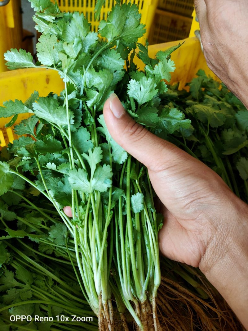 香菜新鲜上市大量现货产地直销保质保量良心卖家