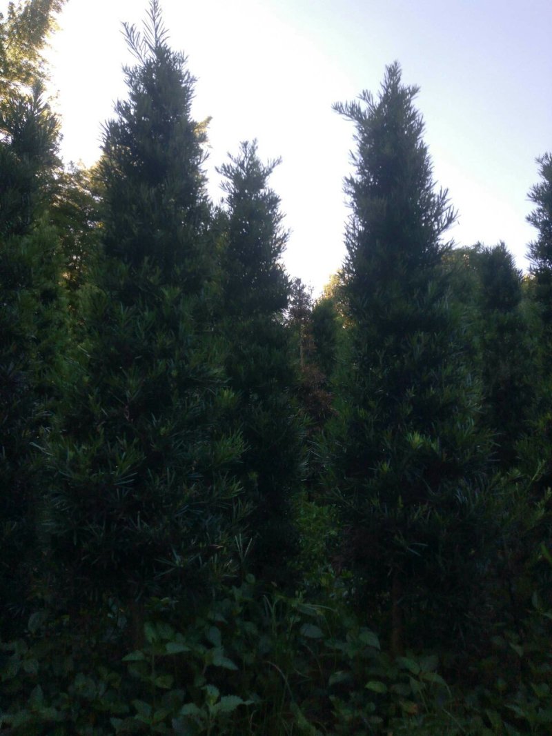 罗汉松塔型