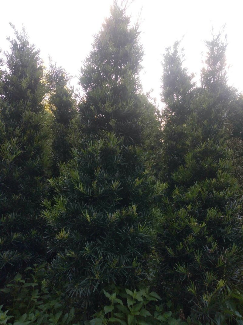 罗汉松塔型