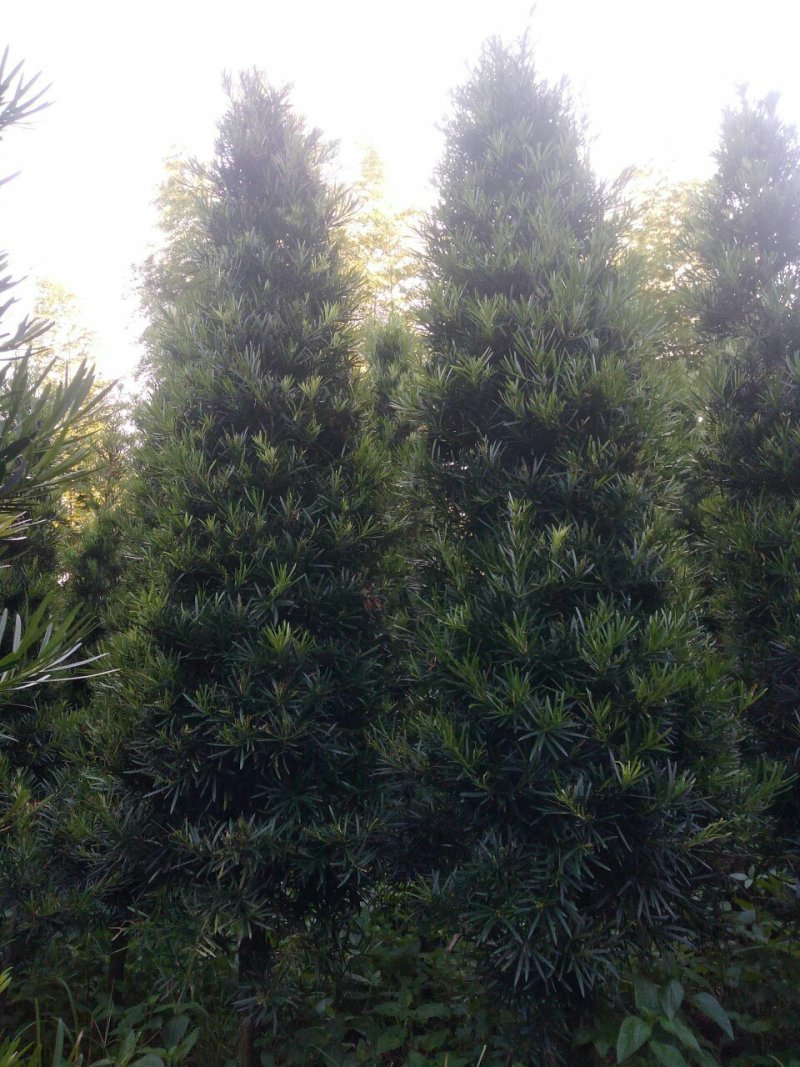 罗汉松塔型