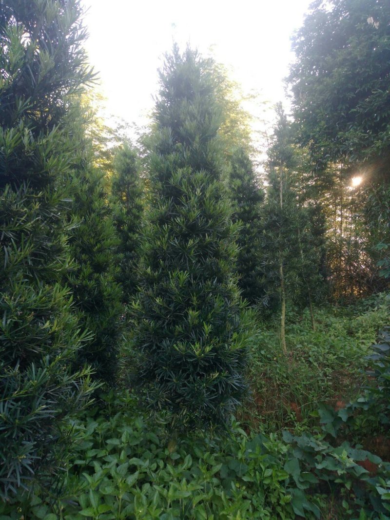 罗汉松塔型
