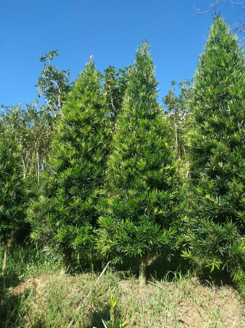 罗汉松塔型