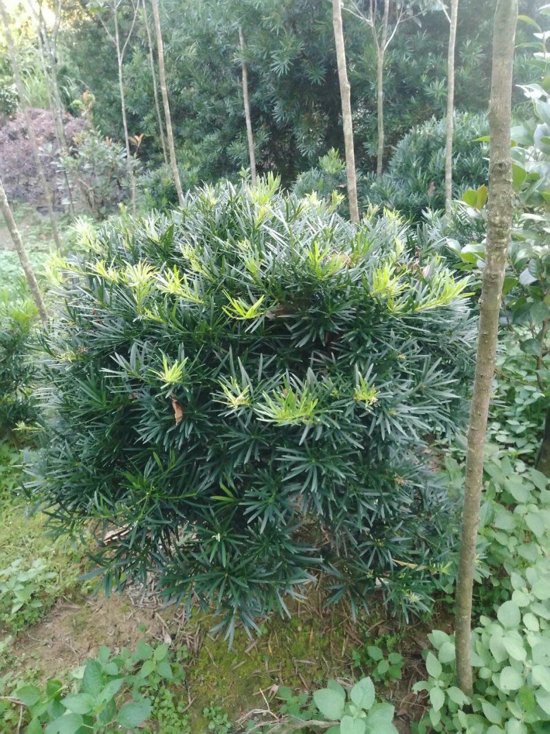 罗汉松球型庭院景观苗