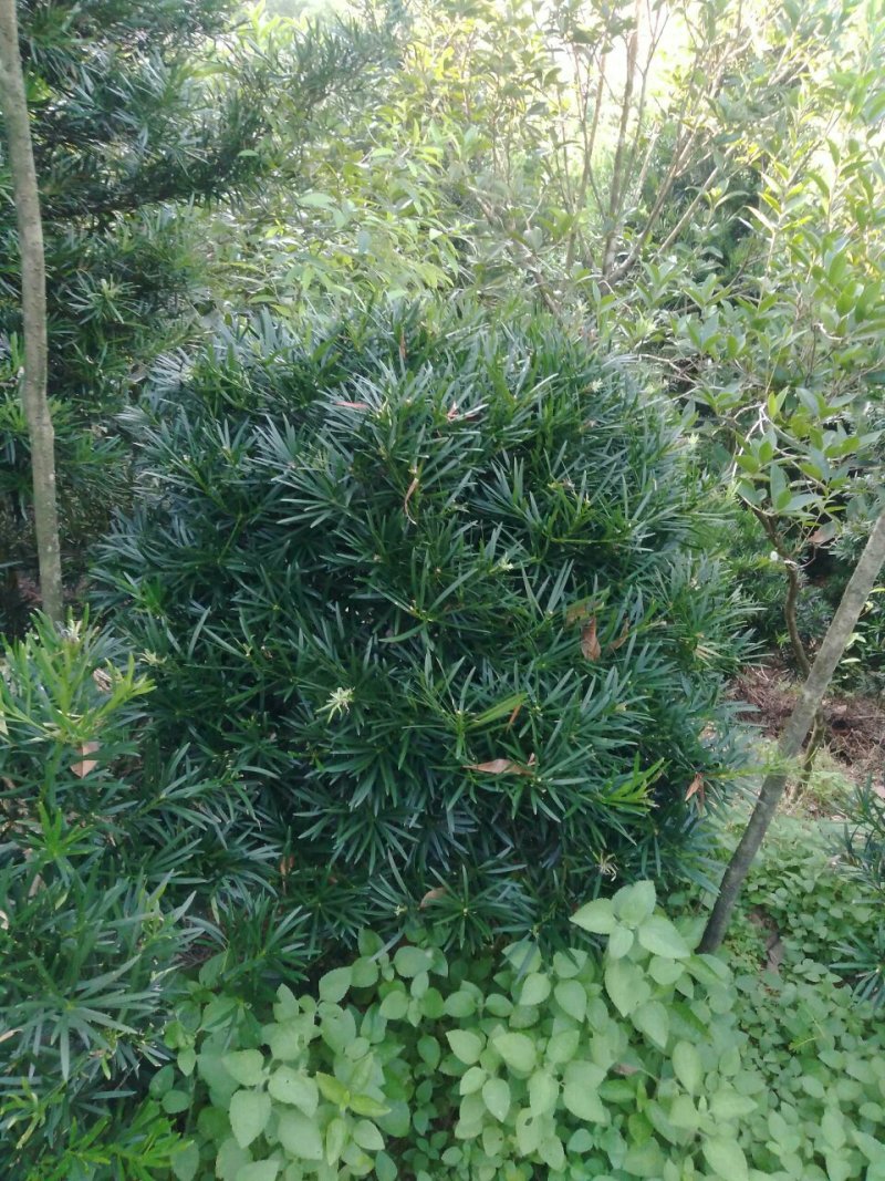罗汉松球型庭院景观苗
