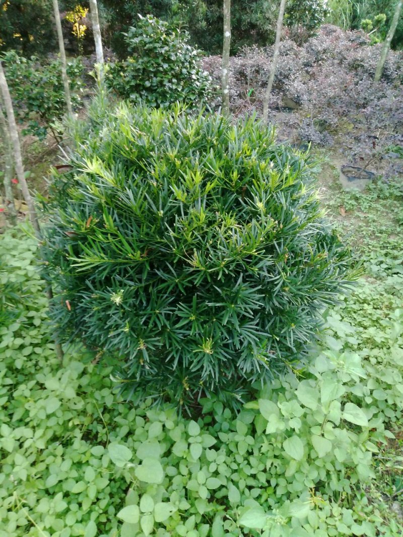 罗汉松球型庭院景观苗