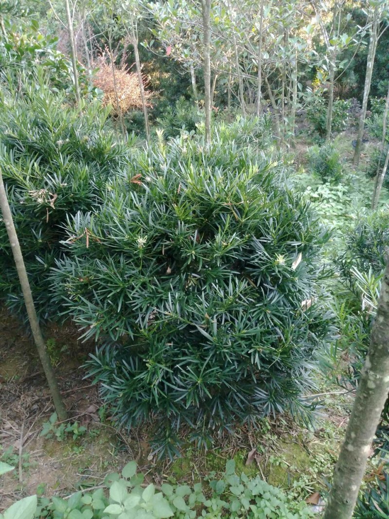 罗汉松球型庭院景观苗