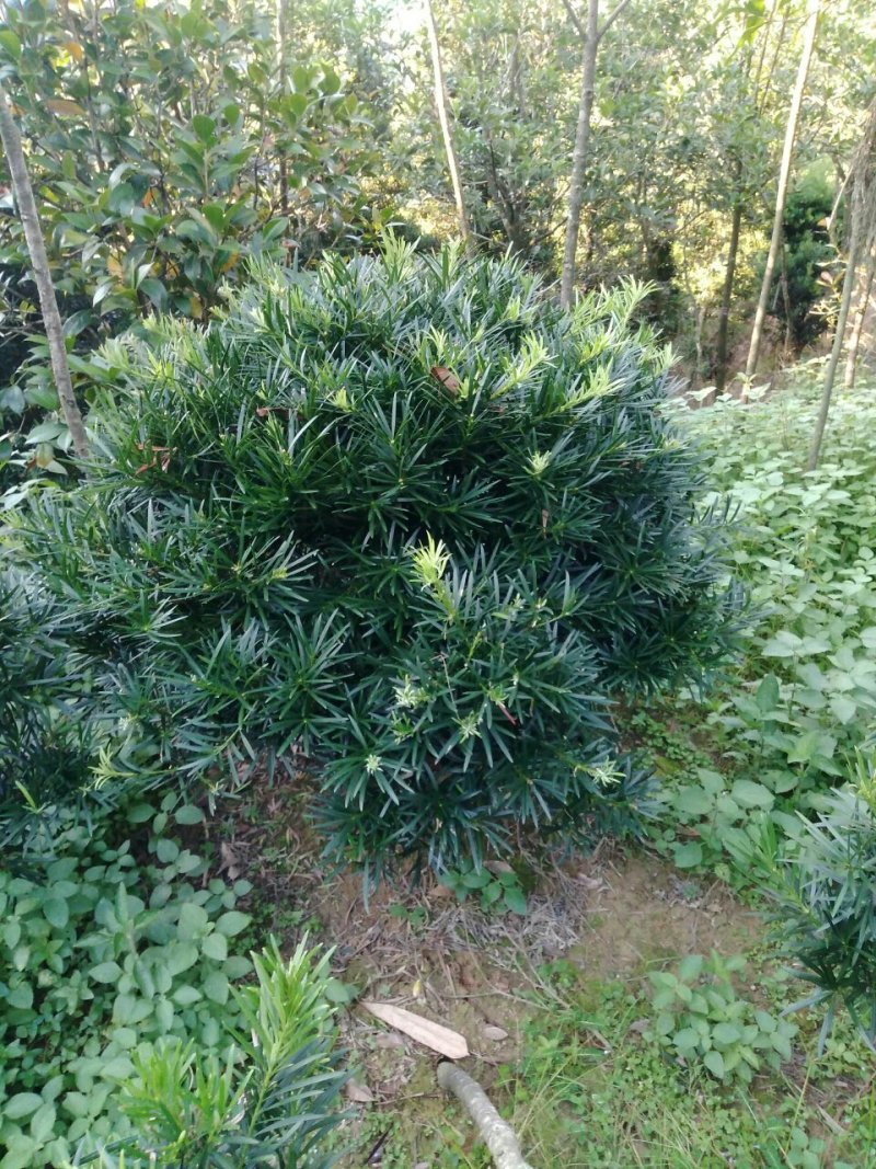 罗汉松球型庭院景观苗