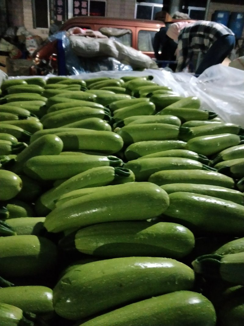 【坏单包赔】绿皮西葫芦精品发货现摘现发供应全国