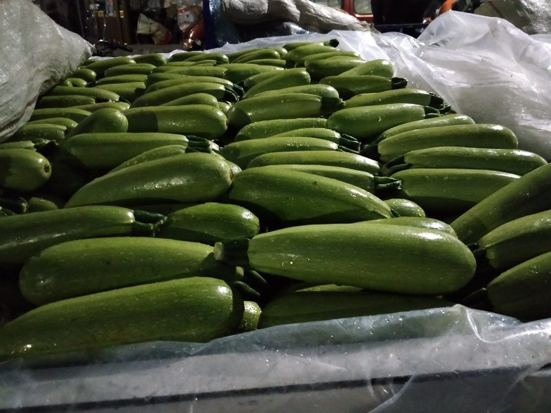 【坏单包赔】绿皮西葫芦精品发货现摘现发供应全国