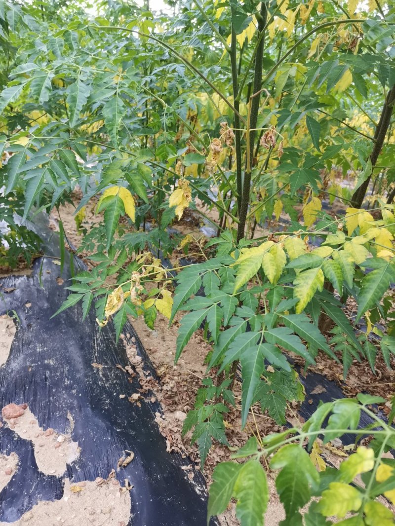 【存活率高】苦楝树苗，苦楝小苗规格齐全，南北方种植