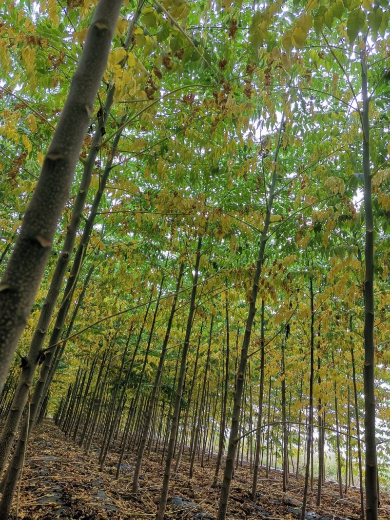 【存活率高】苦楝树苗，苦楝小苗规格齐全，南北方种植