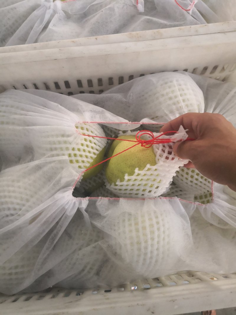 河北赵县雪花梨大量上市规格可选保质保量