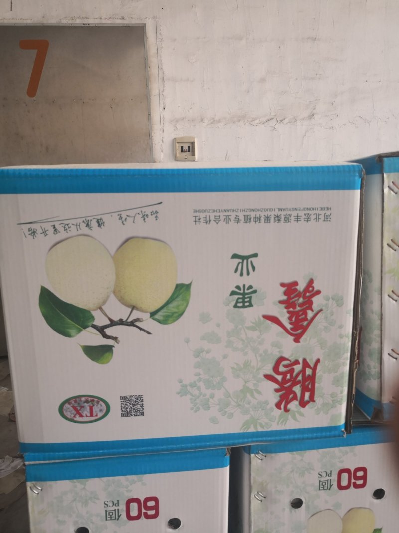 河北赵县雪花梨大量上市规格可选保质保量