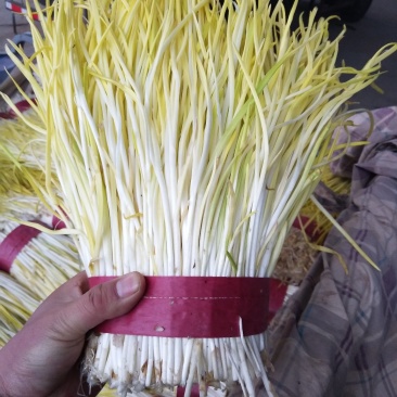 供应精品蒜黄