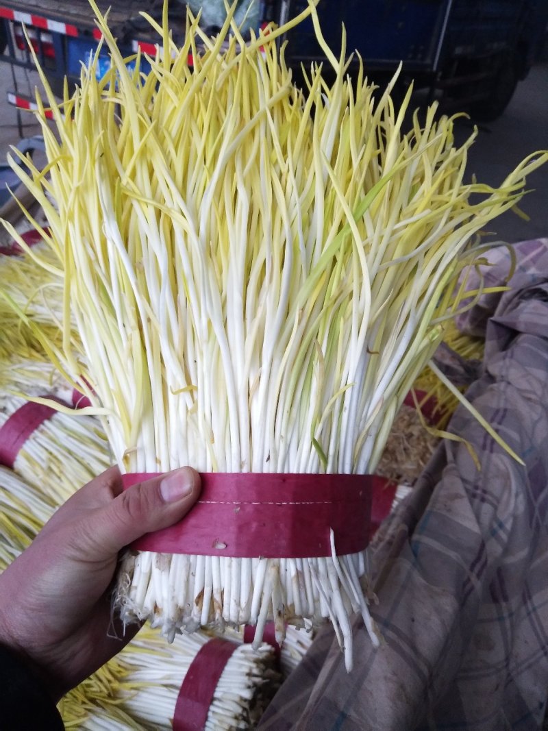 供应精品蒜黄