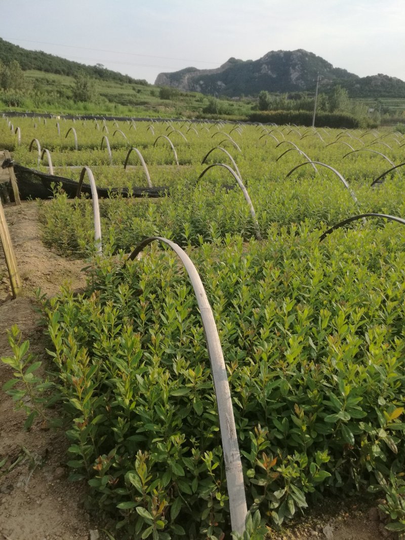 杜鹃映山红江北种植成活率高
