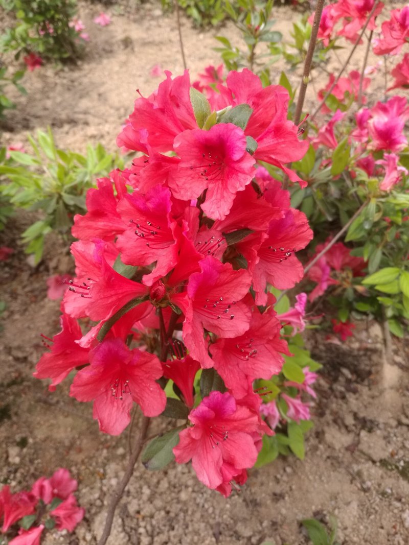 杜鹃映山红江北种植成活率高