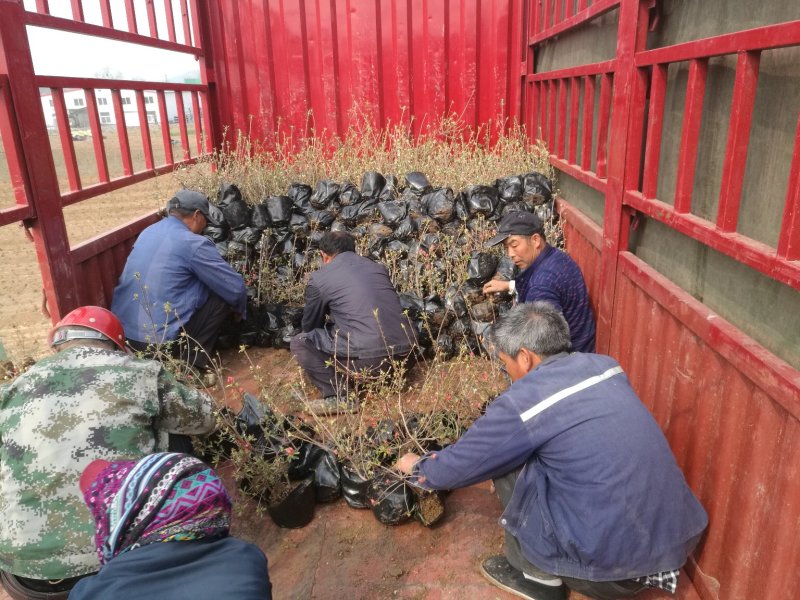 杜鹃映山红江北种植成活率高