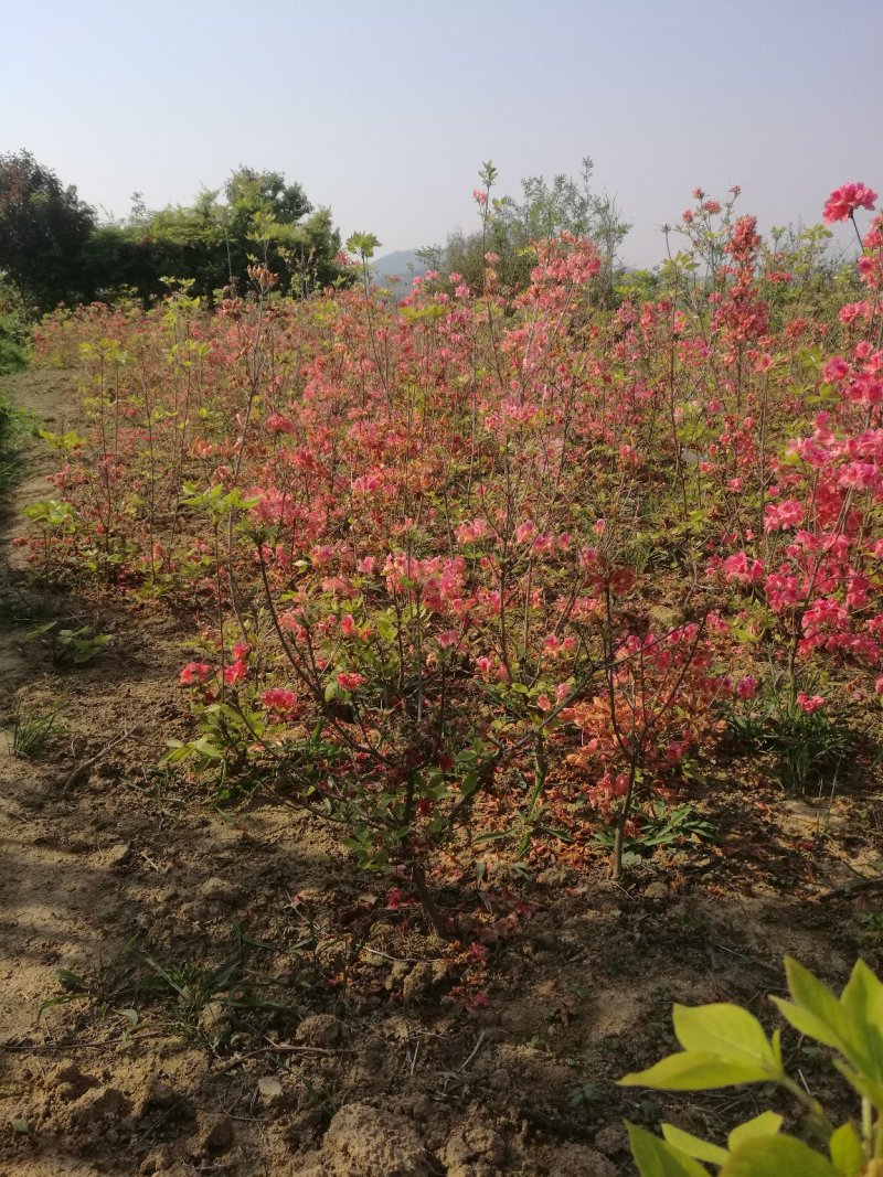 杜鹃映山红江北种植成活率高