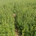 杜鹃映山红江北种植成活率高