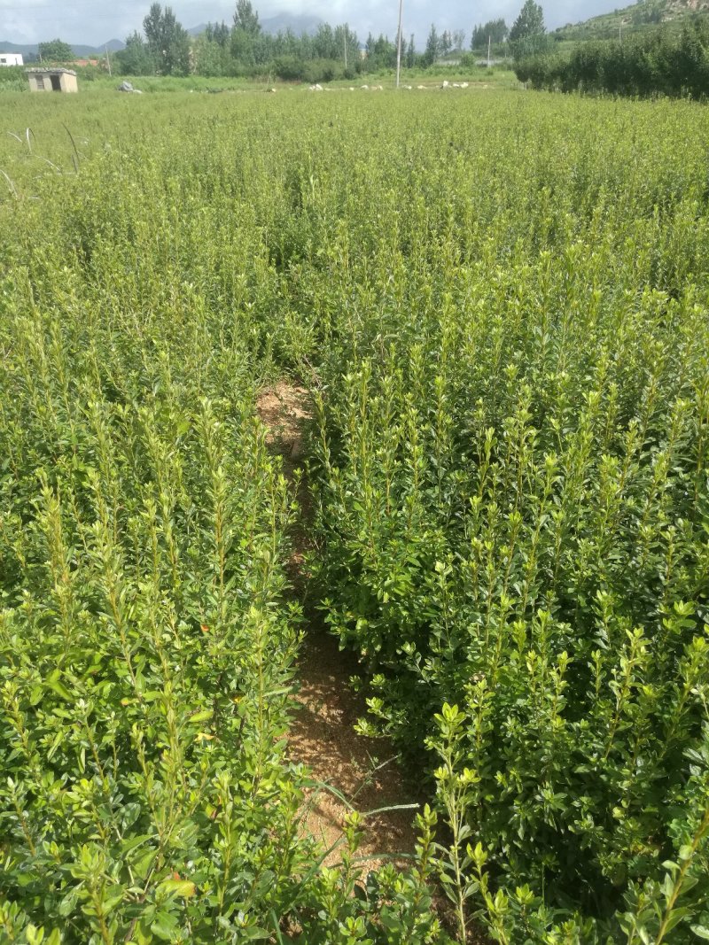 杜鹃映山红江北种植成活率高
