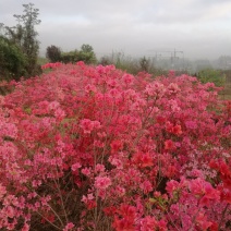 杜鹃映山红江北种植成活率高