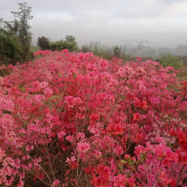 杜鹃映山红江北种植成活率高