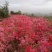 杜鹃映山红江北种植成活率高