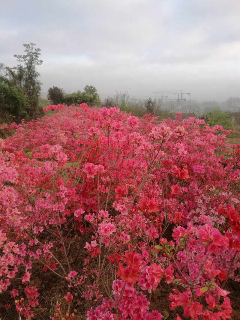 杜鹃映山红江北种植成活率高