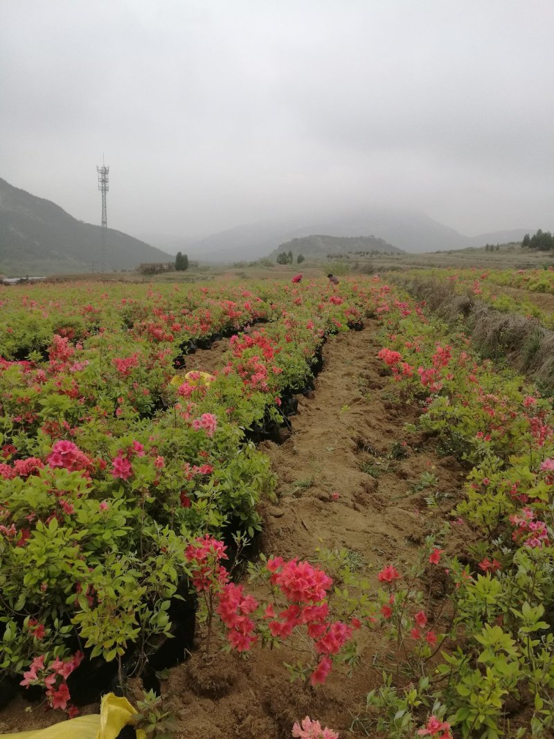 杜鹃映山红江北种植成活率高