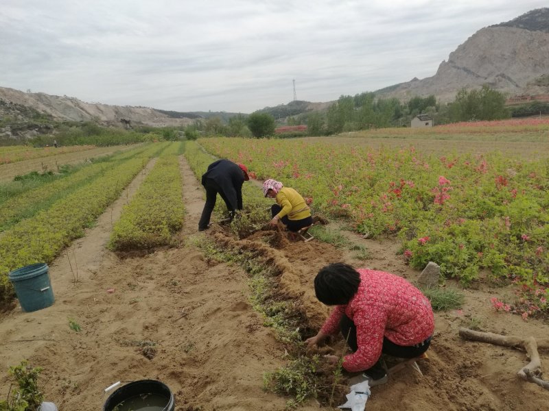 杜鹃映山红江北种植成活率高