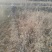 杜鹃映山红江北种植成活率高