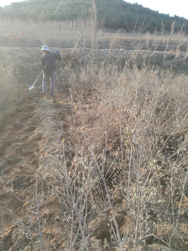 杜鹃映山红江北种植成活率高