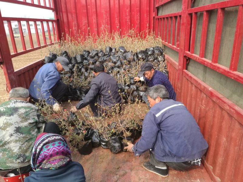 杜鹃苗木日照映山红乡土树种