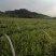 杜鹃苗木日照映山红乡土树种