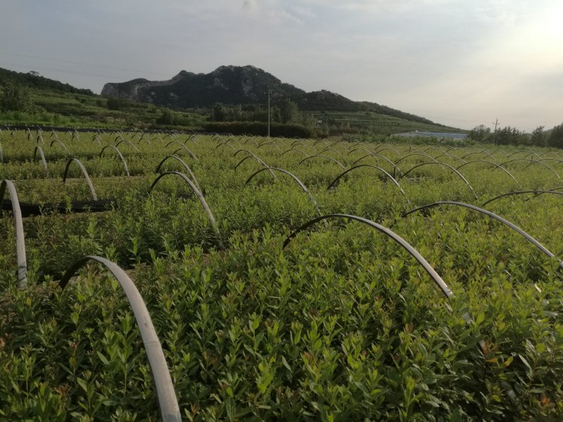 杜鹃苗木日照映山红乡土树种