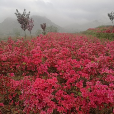杜鹃苗木日照映山红乡土树种
