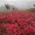 杜鹃苗木日照映山红乡土树种