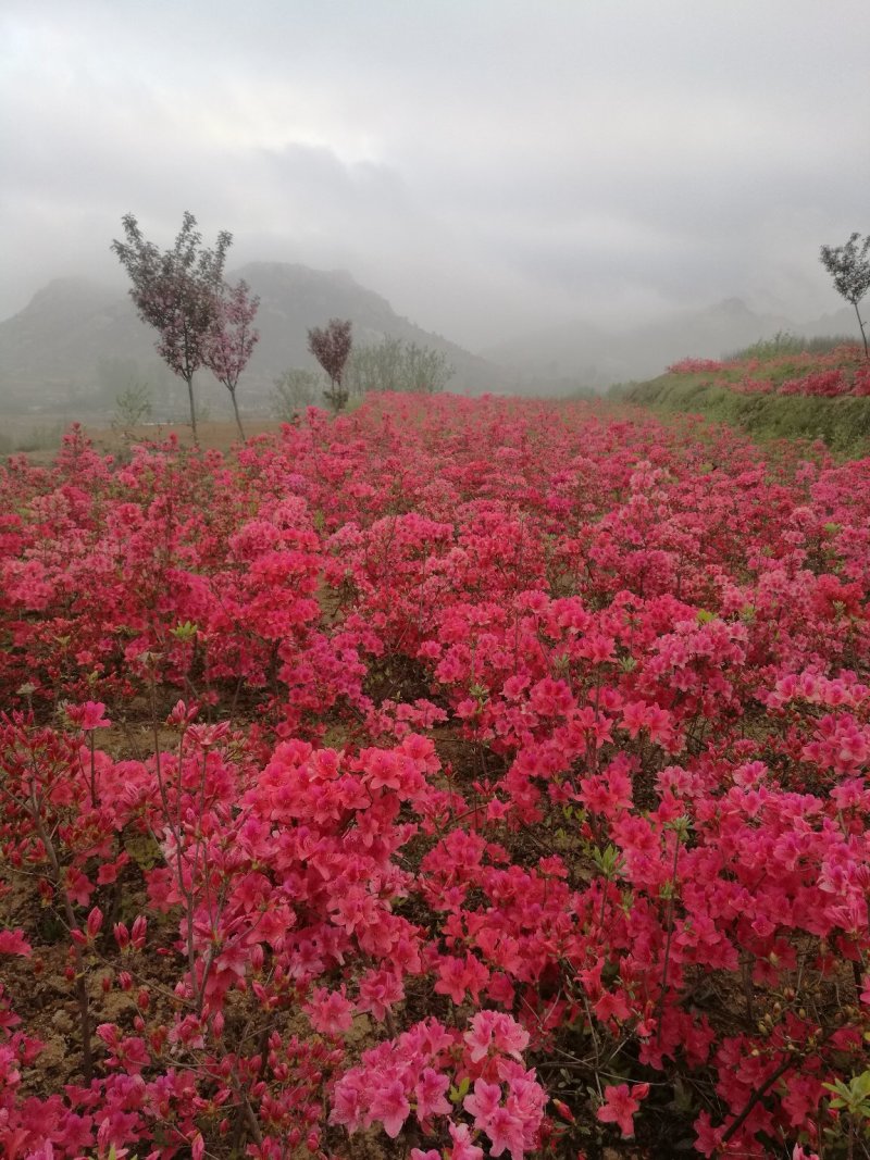 杜鹃苗木日照映山红乡土树种