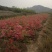 杜鹃苗木日照映山红乡土树种