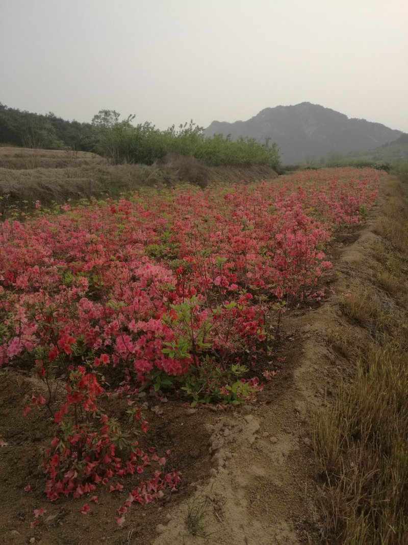 杜鹃苗木日照映山红乡土树种