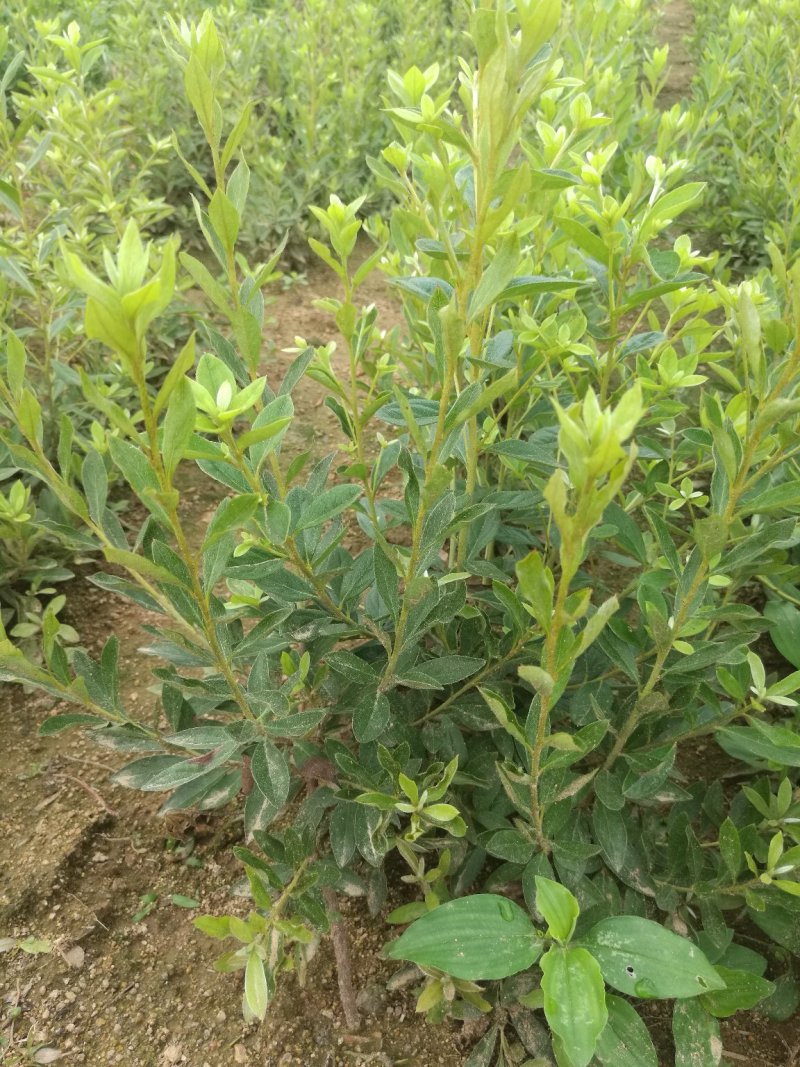杜鹃苗木日照映山红乡土树种