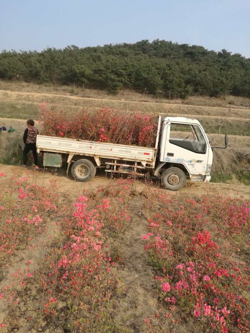杜鹃苗木日照映山红乡土树种