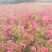 杜鹃苗木日照映山红乡土树种