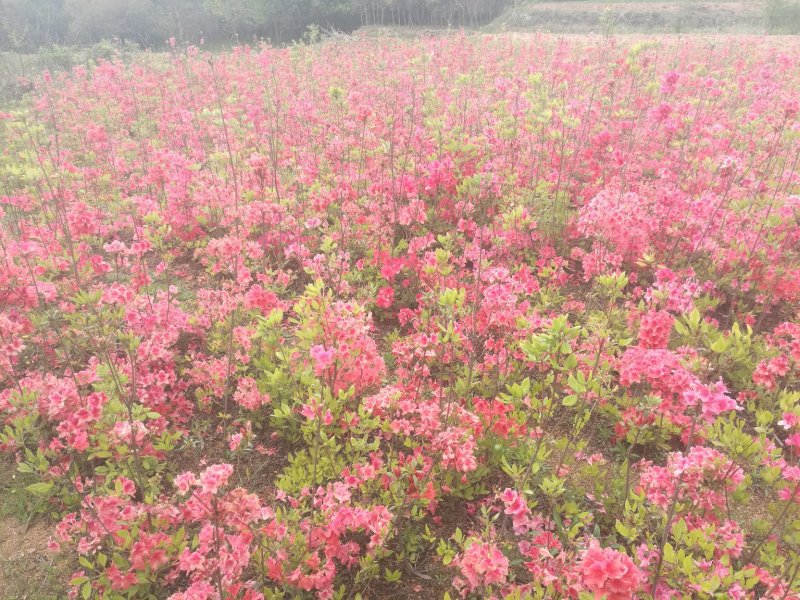 杜鹃苗木日照映山红乡土树种