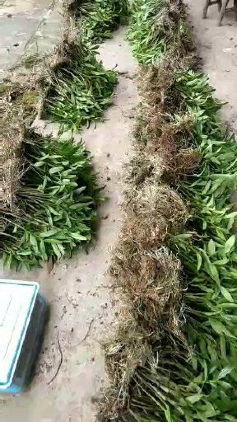 赤水金钗石斛金钗石斛盆景苗统货苗地摊金钗石斛苗