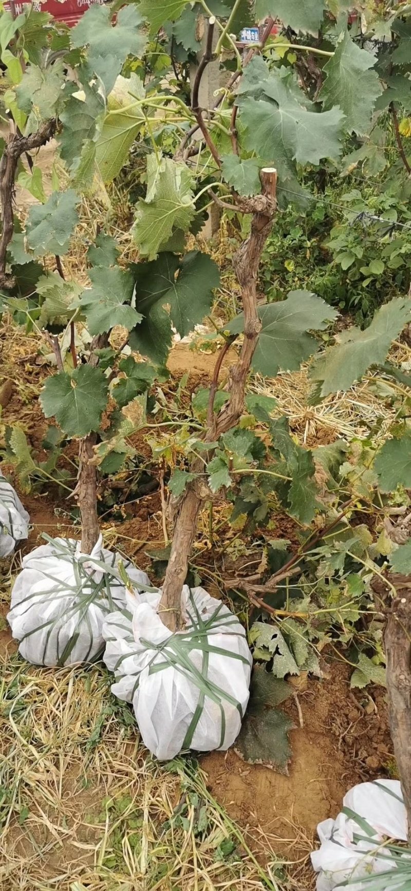 占地葡萄树，大葡萄苗，3到5公分，隔年结果