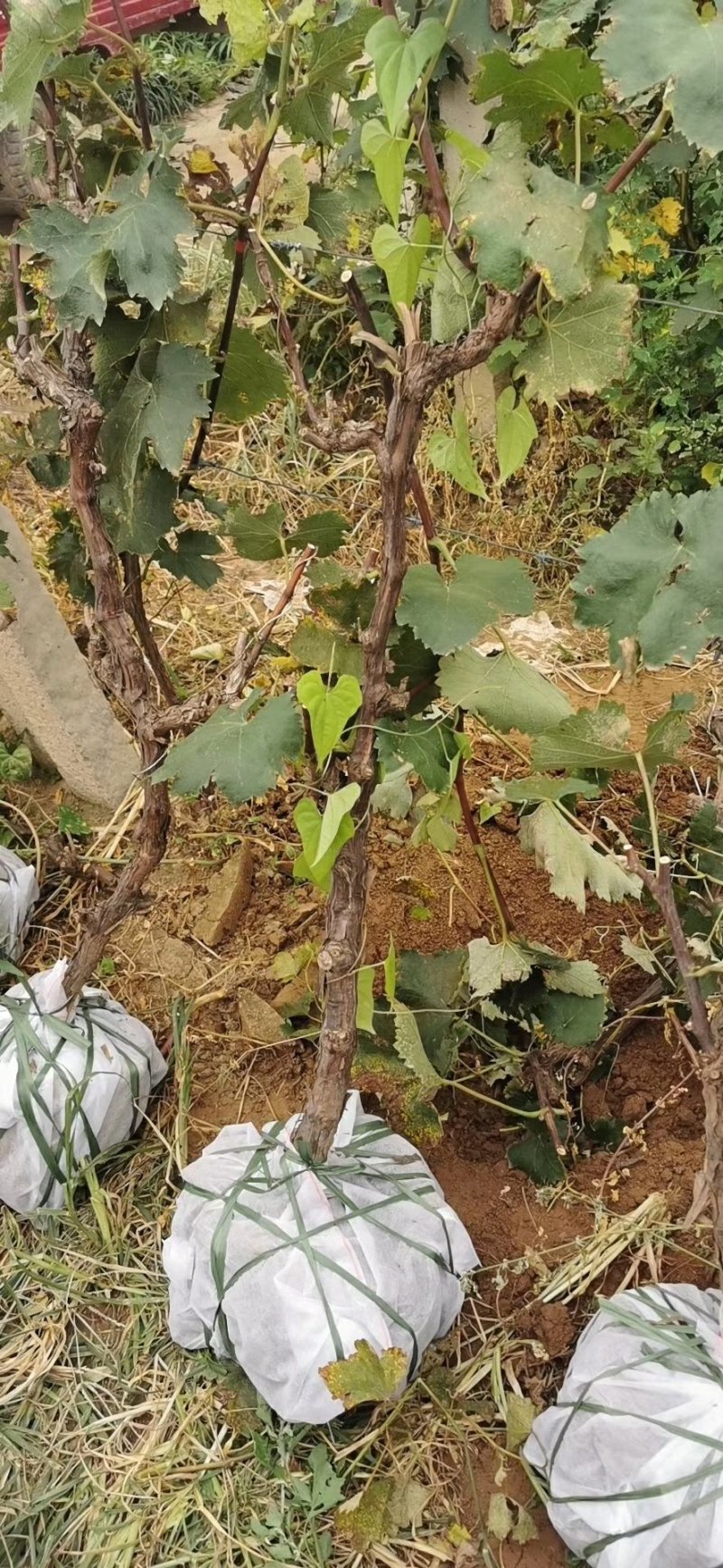 占地葡萄树，大葡萄苗，3到5公分，隔年结果